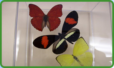 Butterflies